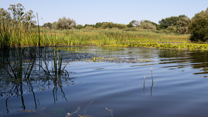 A small  clean river on a summer day. The calm surface of the water and the growing reeds. Rural scene. Beauty in nature.