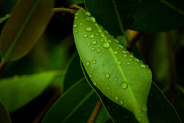 The beauty of nature after a wonderful rain