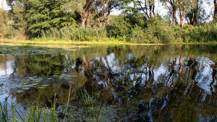 A beautiful clean river. The reflection of trees in the water.  The tranquil , peaceful surface of the water. Wallpaper, background, backdrop. 