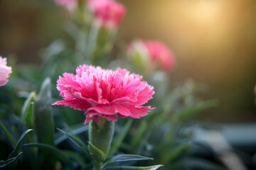 Macro shot of pink carnation flower in early morning hours. Elements of nature. Well-being