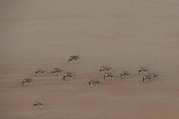 A herd of oryx or gemsbok walking on a red sand dune at the Sossusvlei National Park, a popular travel destination in Namibia