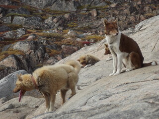 The sledge dogs in Ilulissat, Greenland are not animals to be petted, but work animals that are leashed outdoors in summer and winter