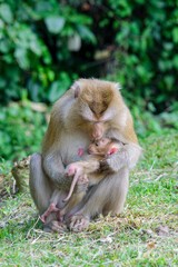 Mather and Son, Thailand Monkey in Nationnal Park. (pig-tailed macaque)