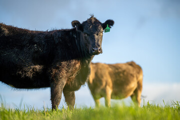 Close up of Angus and Murray Grey Cows eating long pasture in Australia