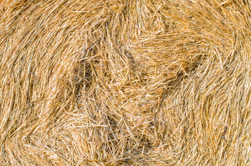 Texture of wheat straw. Close-up, front view. Dried hay on rolls in the field. Large roll of hay shot frontally. Close up of large round rolls of hay.Natural sunlight. Outdoors