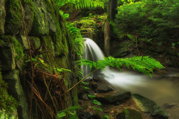 Leśny potok w Beskidach