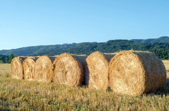 Harvesting bales of straw in the field. Photo for calendar. Season for agriculture and fodder.Harvesting hay from a farm. Bale of straw in the field. Outdoor. Food for animals.