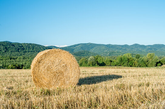 Close up of a large round roll of hay. Harvesting hay from a farm. Bale of straw in the field. Outdoor. Food for animals.