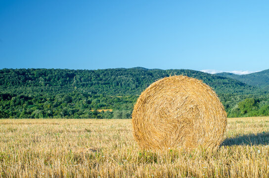 Harvesting hay from a farm. Bale of straw in the field. Outdoor. Food for animals. Close up of a large round roll of hay.