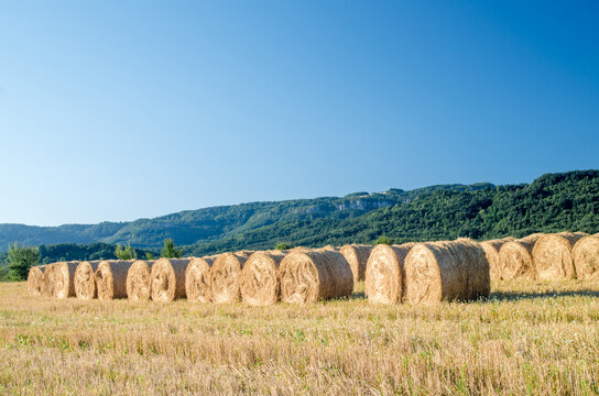 Field work. Landscape of a mountain and a field with cut wheat. Dried hay on rolls in the field. Straw in straw stubble. Large roll of hay. Close up of large round rolls of hay.