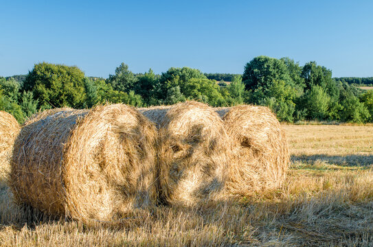 Bali straw in the field. Animal feed and. Mowed wheat. Dried hay on rolls in the field. Large roll of hay. Close up of large round rolls of hay. Harvesting hay from a farm.Wheat and straw.