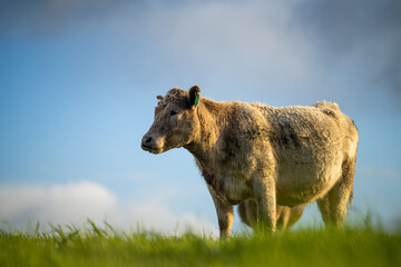 Angus, murray grey and Dairy cows Eating lush green grass in Australia