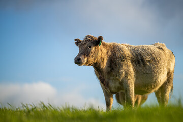 Angus, murray grey and Dairy cows Eating lush green grass in Australia
