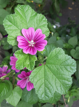 Malva sylvestris photography