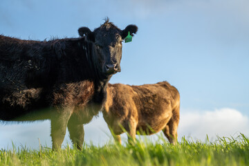 Close up of Angus and Murray Grey Cows eating long pasture in Australia
