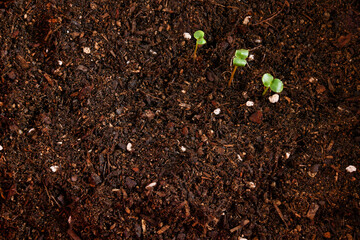 흙 새싹