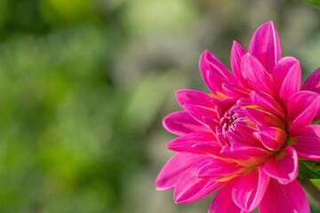 Closeup of a pink colored dahlia.