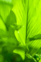Closeup nature view of Green leaf in garden at summer under sunlight. Natural green plants landscape using as a background or wallpaper.