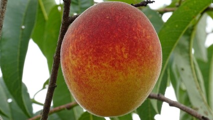 mango on tree