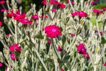 Gruppe blühender Kronen-Licht-Nelken im Sonnenlicht