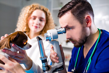 professional veterinary doctor examining pet dog eye with an otoscope