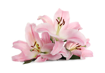 Naklejka na ściany i meble Beautiful pink lily flowers on white background
