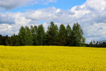 Blooming winter rape field