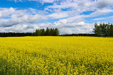 Obraz premium Blooming winter rape field
