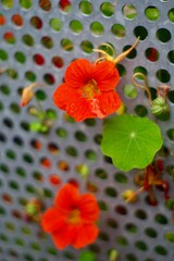 red poppy flower