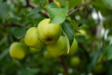 Green apples garden close-up. Juicy bright summer fruits on a branch in the garden are ripening. Yellow-green young apples on a blurry background leaves. Vitamins, the concept of healthy nutrition