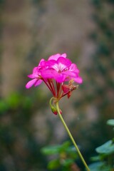 bright pink flower in the garden