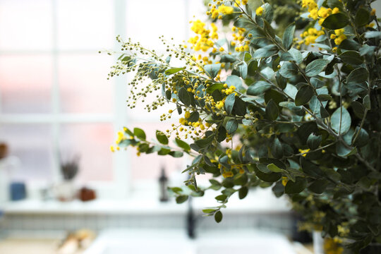 Side view shot of a Golden wattle placed on the kitchen table top near the window.