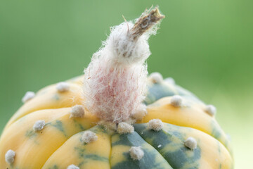 Pollen of Astrophytum asterias, cactus flowers. The flower was insect pollinated.