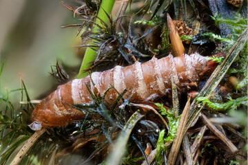 Close-up of an empty moth pupae shell between moss and pine needles
