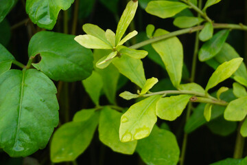 Background of little green plants. Good for nature concept