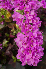 pink flowers. Beauty bougeville flower