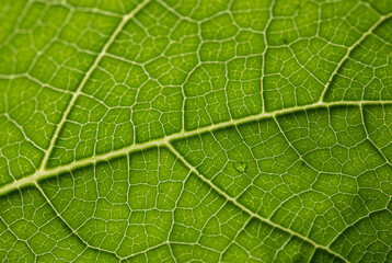 Close up shot of the plant leaf revealing the vein pattern