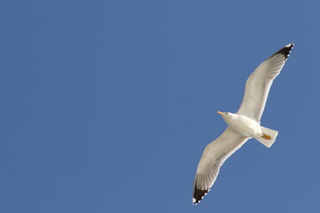 seagull in flight