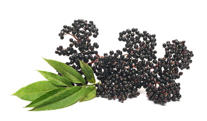 Danewort, dwarf elder plant with elderberries and leaves on twig isolated on white background with clipping path (sambucus ebulus)