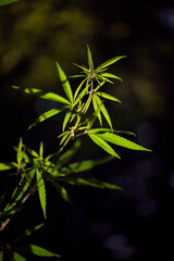 Forest hygrophilous and shade-tolerant species.Green leaves glow in the sun.The backlit, evening light hemp leaves.Extremely sweet pictures for drug addicts.