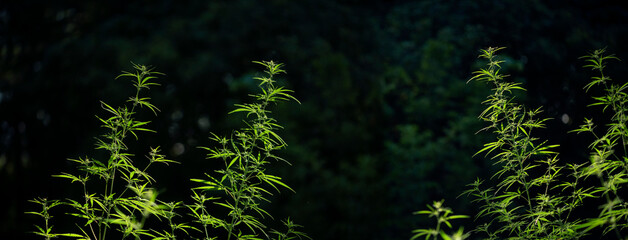 Forest hygrophilous and shade-tolerant species.Green leaves glow in the sun.The backlit, evening light hemp leaves.Extremely sweet pictures for drug addicts.