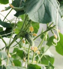 Fresh green cucumber growing in garden. Young plant cucumber with yellow flowers. Green cucumbers hang on a branch in a greenhoue. harvesting concept.