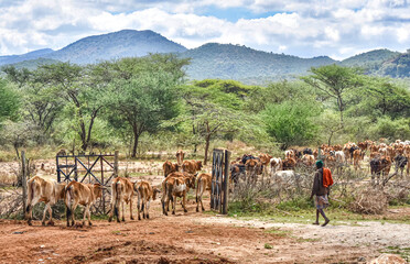 A Maasai herder move his cattle through a gate to new grazing areas.   