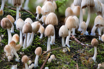 Detail of a fungal colony of summer bonnet Mycena abramsii between green moss
