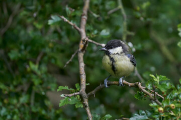 Fototapeta premium Great Tit (Paris major) perched in a tree at Langford Lakes Nature Reserve in Wiltshire, England, United Kingdom 