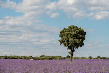 Lonely tree in the lavender fields