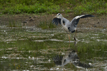 Grey Heron (Ardea cinerea) hunting in a shallow lake at Langford Lakes Nature Reserve in Wiltshire, England, United Kingdom