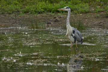 Grey Heron (Ardea cinerea) hunting in a shallow lake at Langford Lakes Nature Reserve in Wiltshire, England, United Kingdom