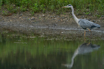 Grey Heron (Ardea cinerea) hunting in a shallow lake at Langford Lakes Nature Reserve in Wiltshire, England, United Kingdom