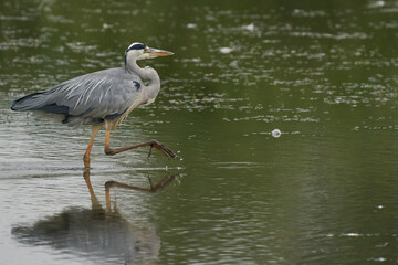 Grey Heron (Ardea cinerea) hunting in a shallow lake at Langford Lakes Nature Reserve in Wiltshire, England, United Kingdom
